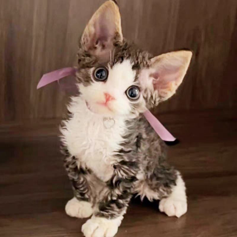 猫舍直销批发价格出售德文卷毛